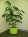 Chamaedorea seifrizii – Bamboo Palm