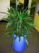 Dracaena Deremensis ‘Warneckei’