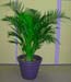 Chrysalidocarpus Lutescens – Golden Cane Palm