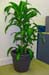 Draceana Fragrance “Massangeana” – Happy Plant