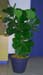Ficus Lyrata – Fiddleleaf Fig