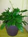 Spathiphyllum – Peace Lily