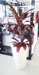 Cordyline Fruiticosa – Rubra