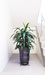 Dracaena Janet Craig