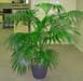 Howea Forsteriana – Kentia Palm