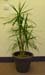 Dracaena Marginarta