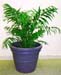 Chamaedorea Elegans – Parlour Palm