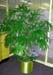 Rhapis Excels – Lady Palm