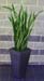 Sanseviera Trifascata – Mother In Law Tongue