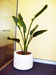 Strelitzia Nicolai – Giant Bird of Paradise