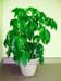 Schefflera Actinophylla – Umbrella Plant