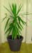Yucca Elephantipes – Giant Yucca